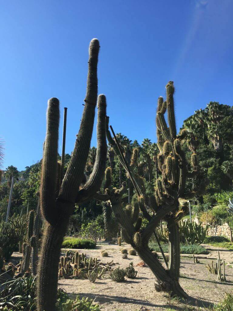 Парк кактусов Jardins de Mossen Costa i Llobera