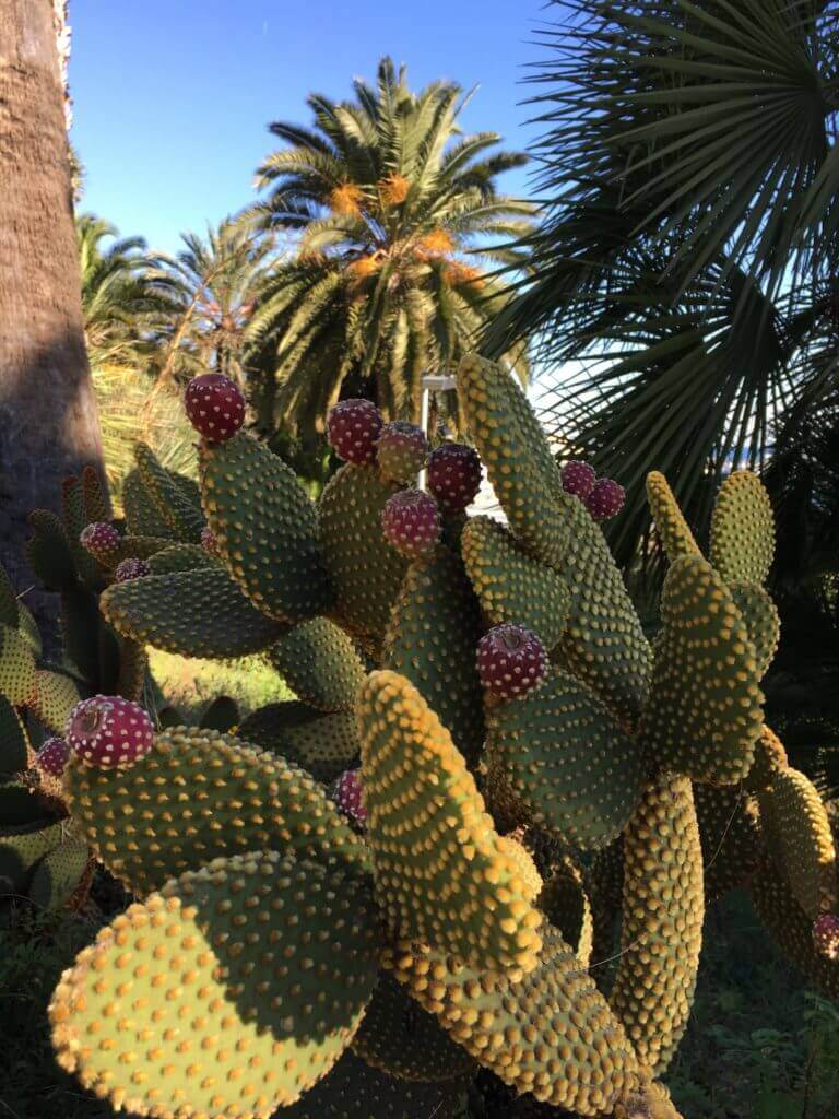 Парк кактусов Jardins de Mossen Costa i Llobera