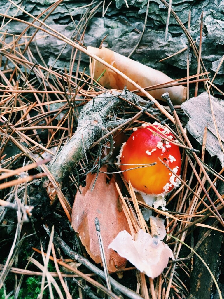 Савранский лес