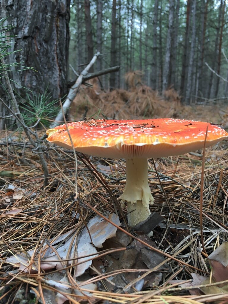 Савранский лес