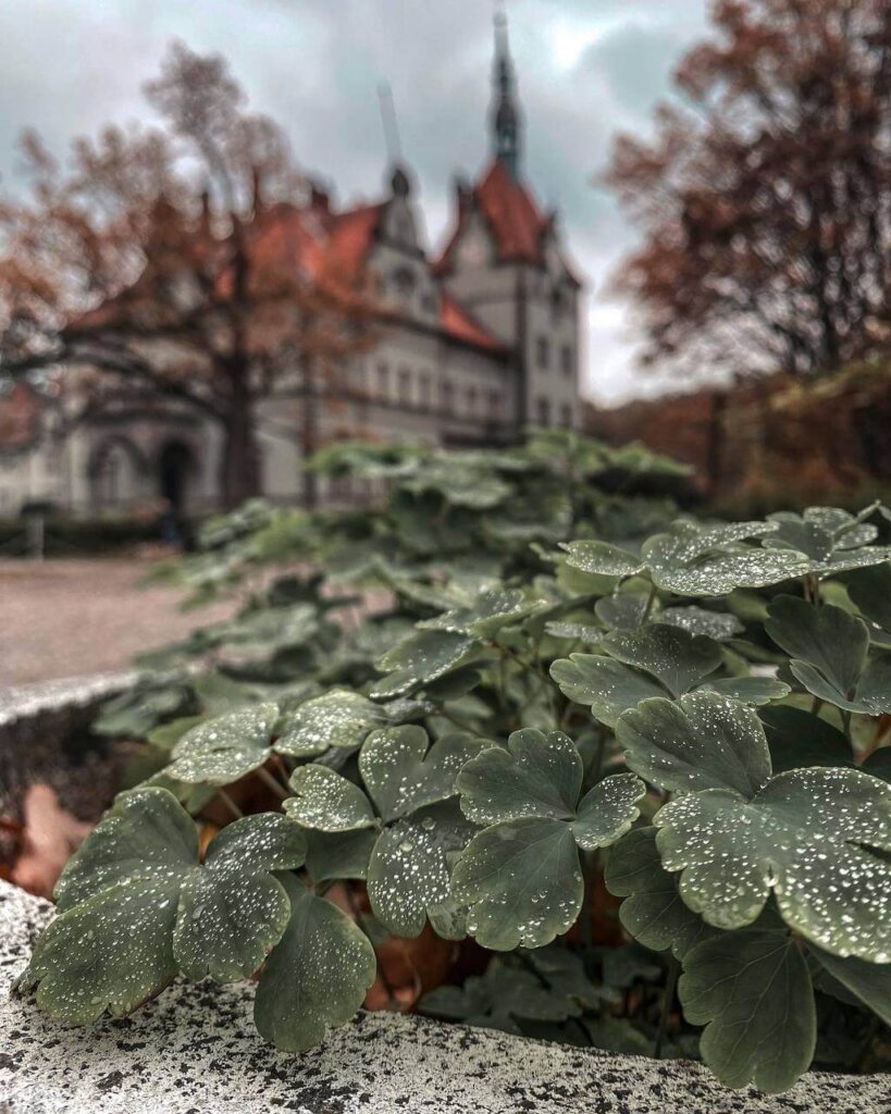 Мисливський палац графів Шенборнів або Замок Берегвар (зараз Санаторій Карпати)