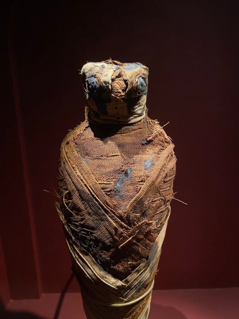 мумія сокола в Музеї Середземномор’я в Стокгольмі (Medelhavsmuseet)