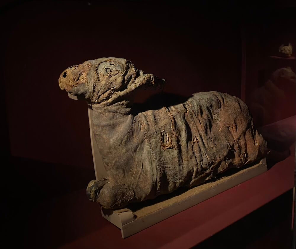 мумії тварин в музеї Середземномор’я в Стокгольмі (Medelhavsmuseet)