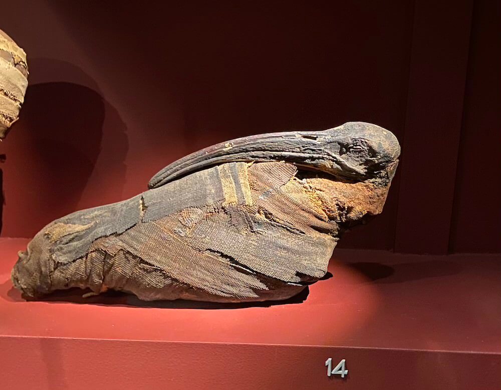 мумія ібіса в Музеї Середземномор’я в Стокгольмі (Medelhavsmuseet)